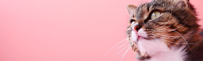 A three-quarter portrait of a brown tabby cat with a white chest and chin on a pink background.
