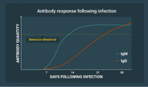 Antibody response after infection graph